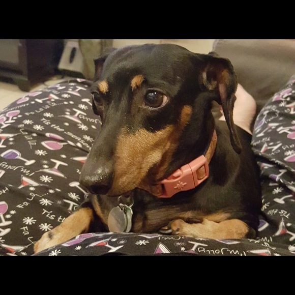 Meet your Posher, Diana - Picture 3 of 16